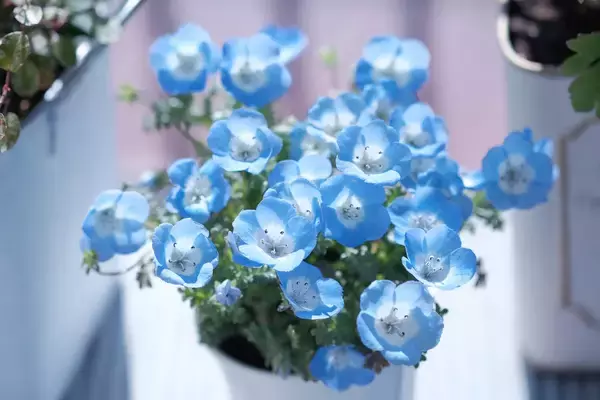 「【ひたち海浜公園で有名】ブルーの美しい花「ネモフィラ」育て方と基本情報を解説」の画像