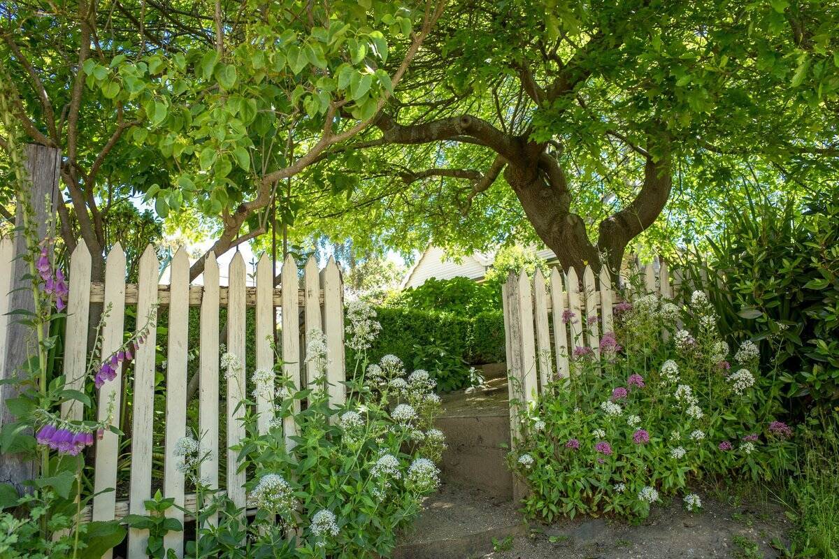 初夏のガーデニング 爽やかな白が美しい ホワイトガーデンにオススメの花7選 庭や花壇をオシャレに 22年5月19日 エキサイトニュース