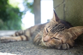 60歳代で貯蓄「ゼロ」の割合を円グラフで確認！国民年金・厚生年金の実態も