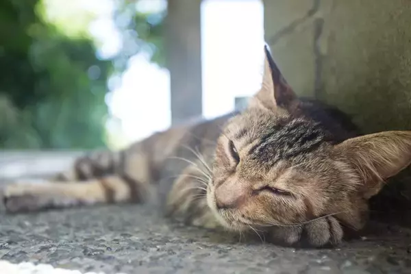 60歳代で貯蓄「ゼロ」の割合を円グラフで確認！国民年金・厚生年金の実態も