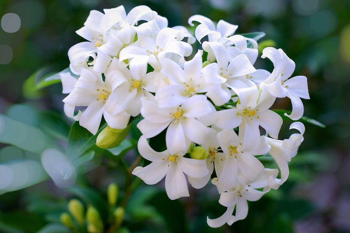 ガーデニング 優しさに包まれる 香りのよい花8選 22年8月21日 エキサイトニュース 4 4 ガーデニング 優しさに包まれる 香りのよい花8選 22年8月21日 エキサイトニュース 4 4