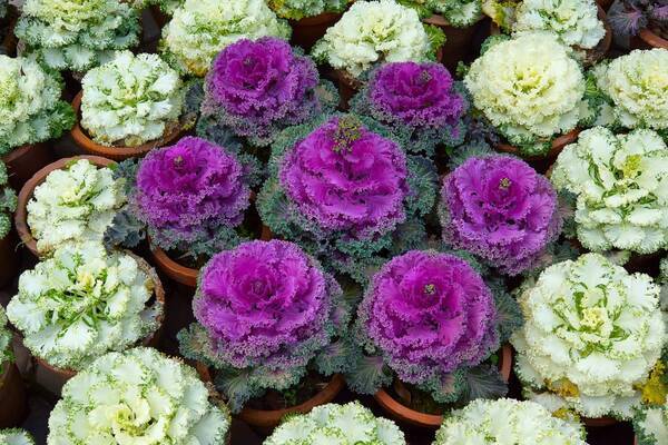 ガーデング 8月に種まき 秋冬に花が咲く植物 定番3選 育てやすさも魅力 22年8月27日 エキサイトニュース