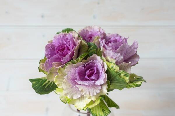 ガーデング 8月に種まき 秋冬に花が咲く植物 定番3選 育てやすさも魅力 22年8月27日 エキサイトニュース