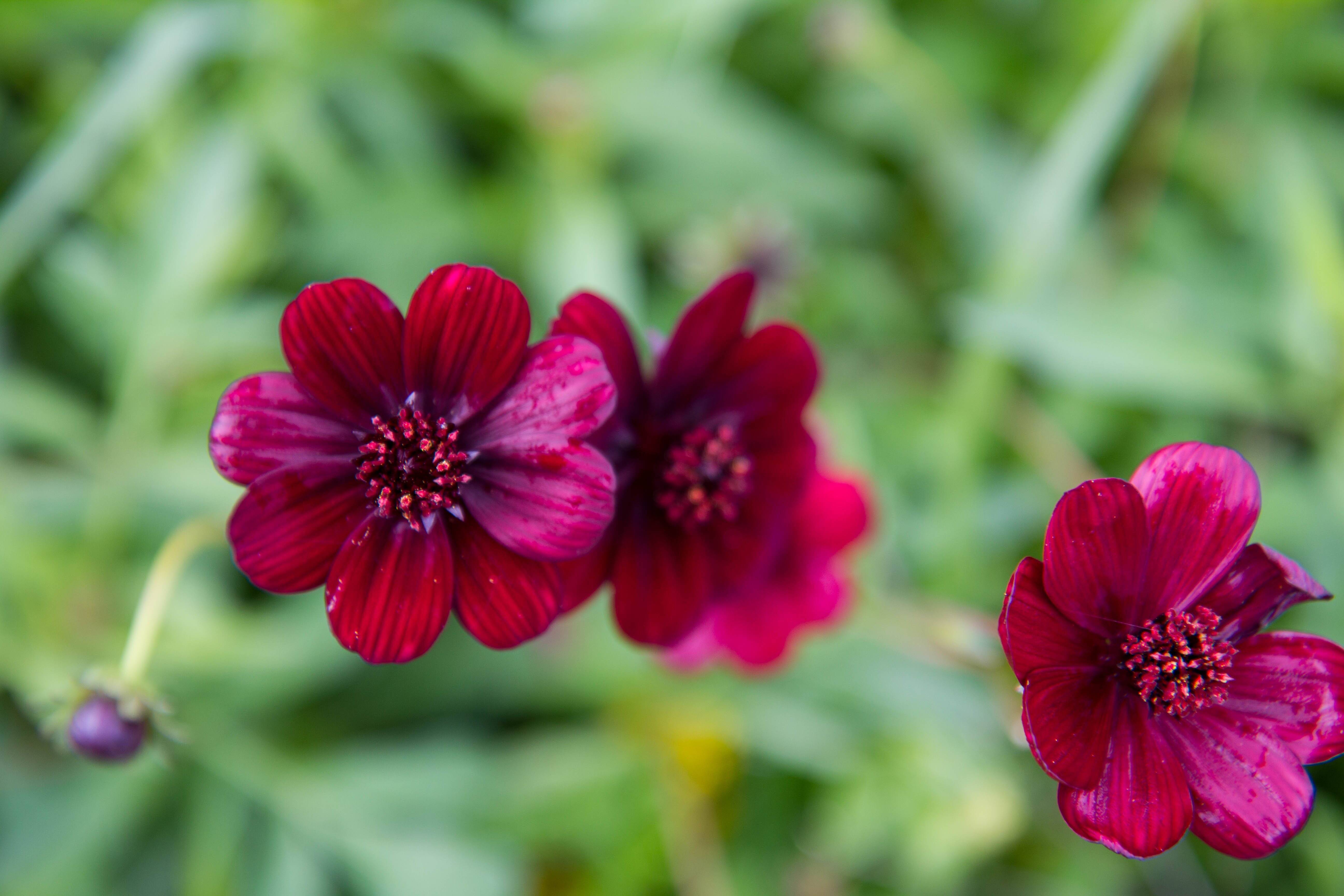 ペチュニア ノワール 黒之瀬戸 季節の花苗 1株 寄せ植え イングリッシュガーデンに 最大