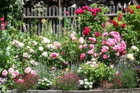 【6月のガーデニング】草花＆バラのお手入れポイントは？梅雨シーズンでも元気に咲く花々も紹介！