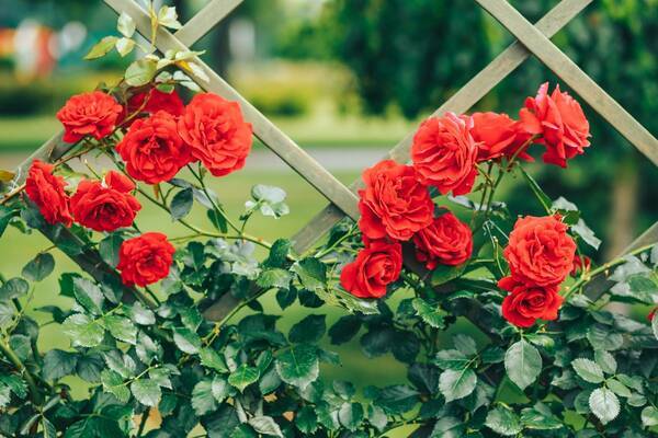 春のガーデニング 庭や花壇は つるバラ でオシャレに 育てるコツ オススメ品種5選 22年4月17日 エキサイトニュース
