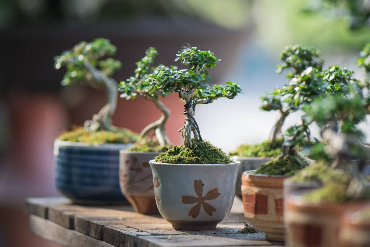 【育てて楽しいミニ盆栽】小さな自然に魅せられる！作り方＆育て方、オススメ植物も紹介