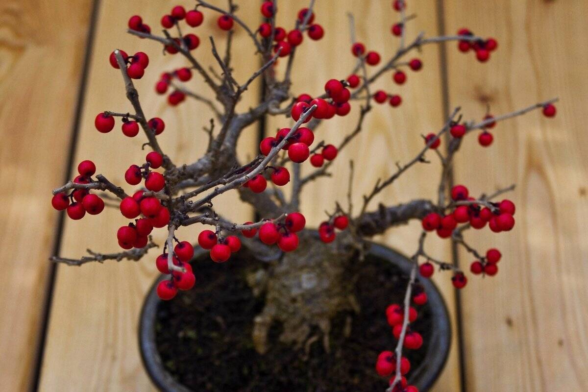 【育てて楽しいミニ盆栽】小さな自然に魅せられる！作り方＆育て方、オススメ植物も紹介