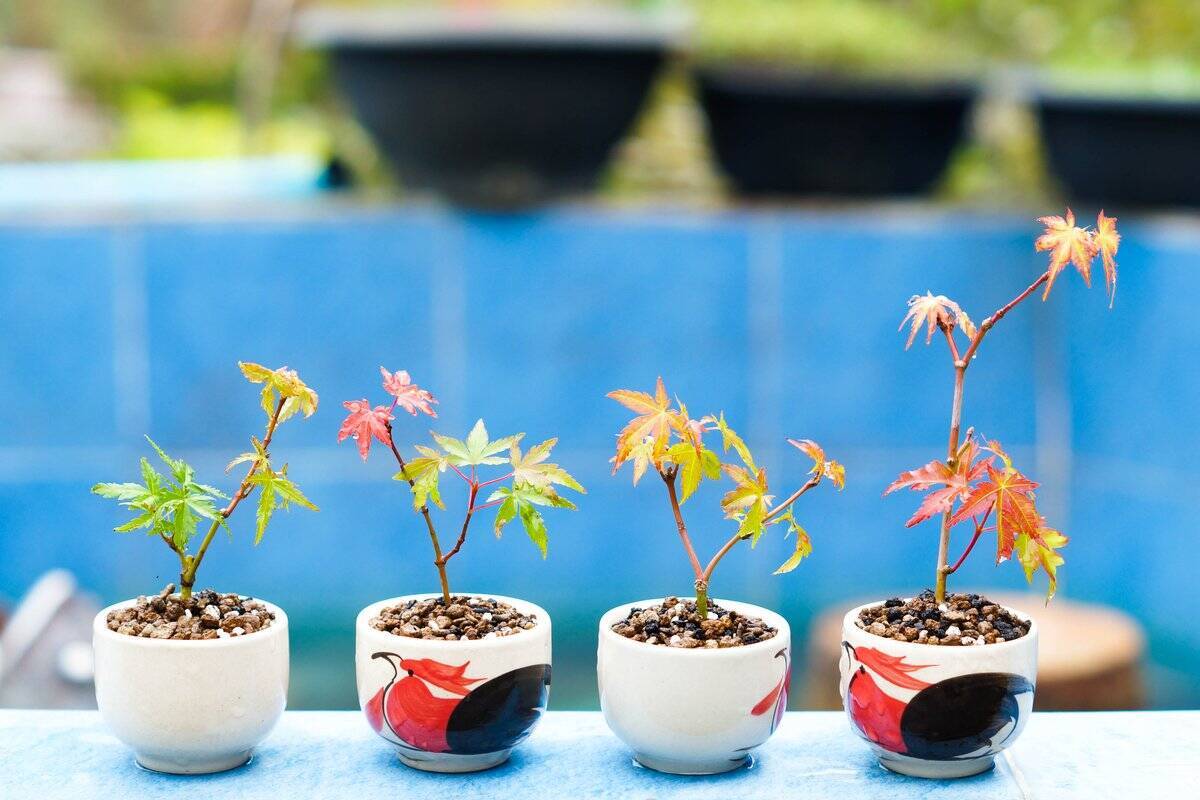 【育てて楽しいミニ盆栽】小さな自然に魅せられる！作り方＆育て方、オススメ植物も紹介