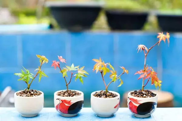 「【育てて楽しいミニ盆栽】小さな自然に魅せられる！作り方＆育て方、オススメ植物も紹介」の画像