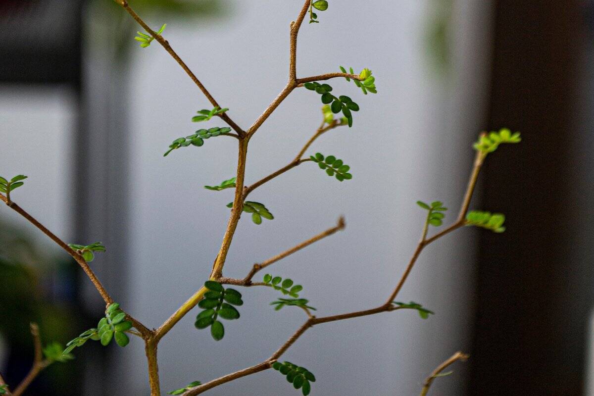 【育てて楽しいミニ盆栽】小さな自然に魅せられる！作り方＆育て方、オススメ植物も紹介