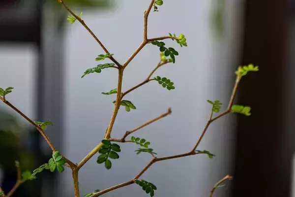 「【育てて楽しいミニ盆栽】小さな自然に魅せられる！作り方＆育て方、オススメ植物も紹介」の画像