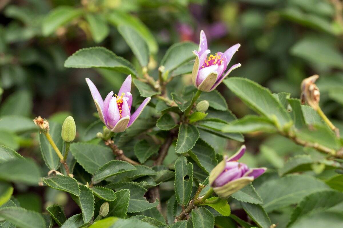 【育てて楽しいミニ盆栽】小さな自然に魅せられる！作り方＆育て方、オススメ植物も紹介