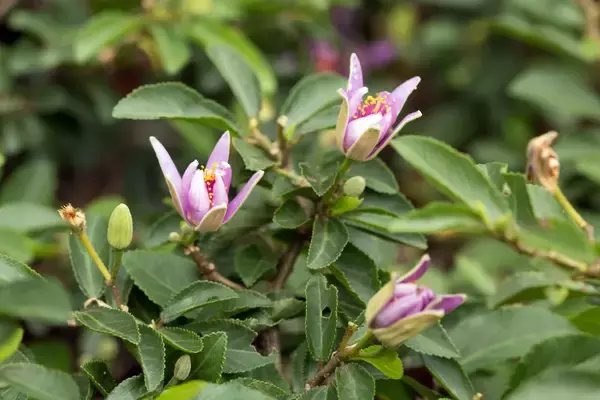 「【育てて楽しいミニ盆栽】小さな自然に魅せられる！作り方＆育て方、オススメ植物も紹介」の画像