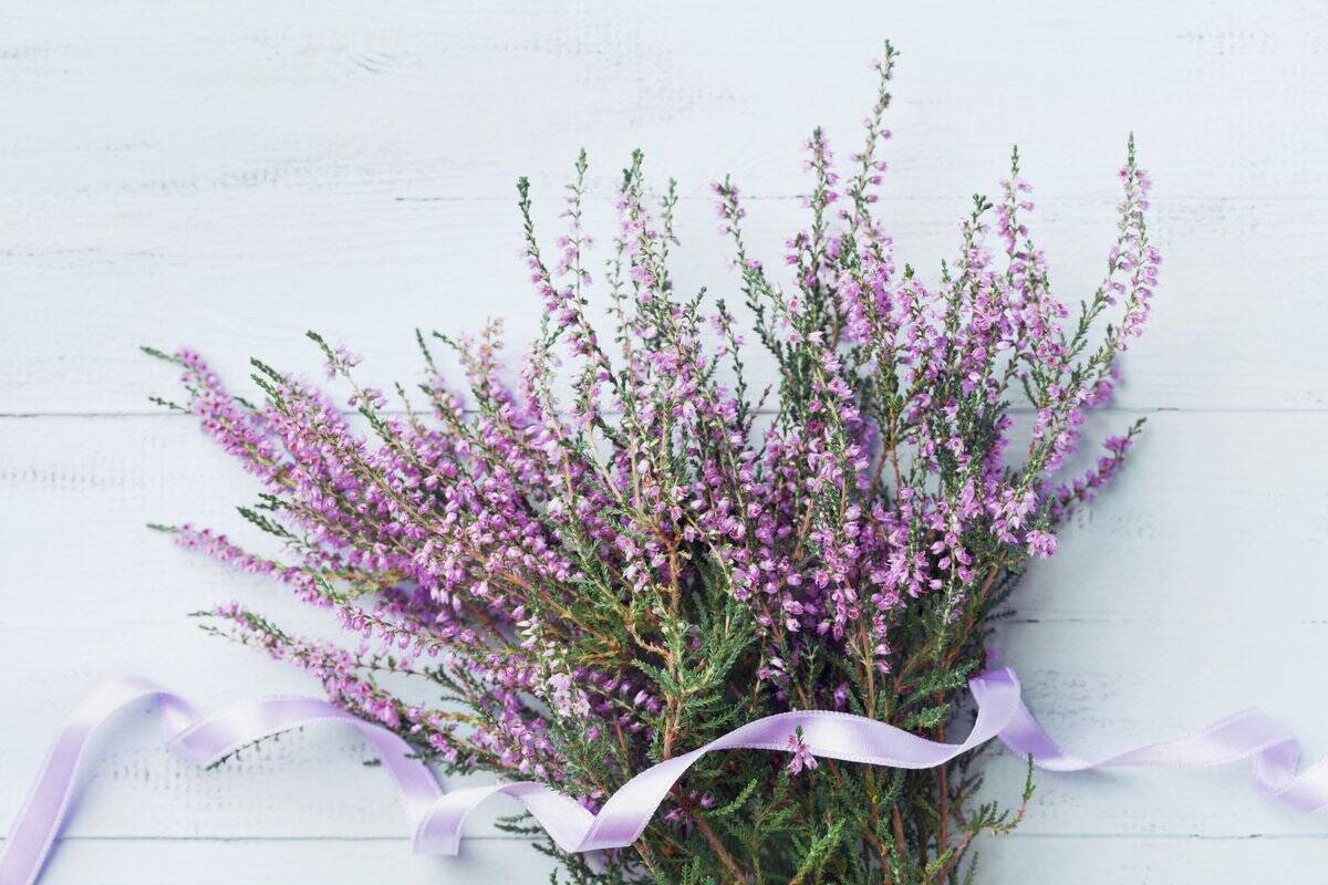 冬のガーデニング【エリカの育て方・種類】カワイイ小花が咲く！寄せ植えにオススメ