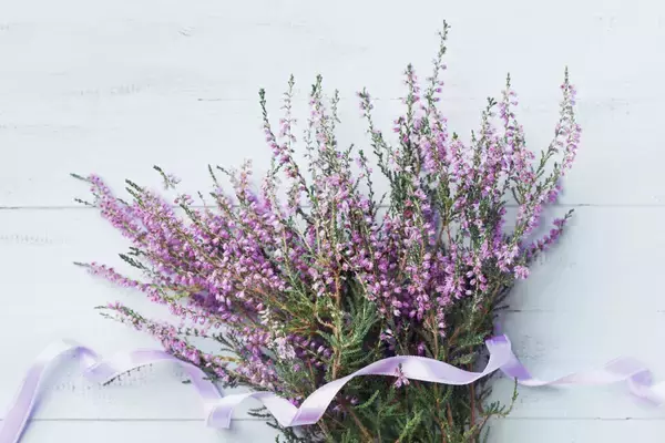 「冬のガーデニング【エリカの育て方・種類】カワイイ小花が咲く！寄せ植えにオススメ」の画像