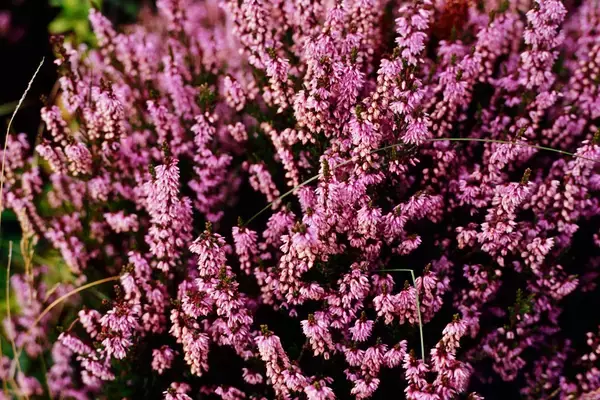 「冬のガーデニング【エリカの育て方・種類】カワイイ小花が咲く！寄せ植えにオススメ」の画像