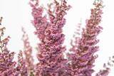 「冬のガーデニング【エリカの育て方・種類】カワイイ小花が咲く！寄せ植えにオススメ」の画像4