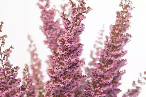 「冬のガーデニング【エリカの育て方・種類】カワイイ小花が咲く！寄せ植えにオススメ」の画像