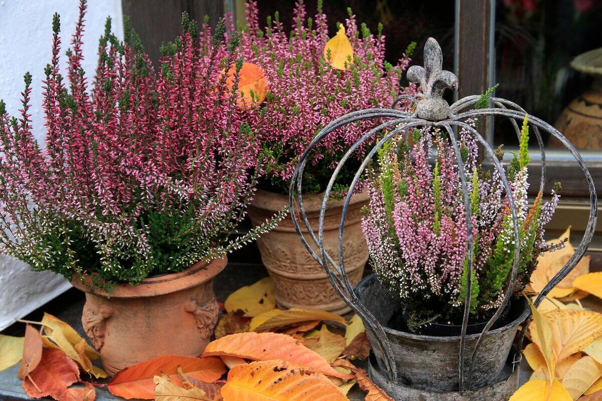 冬のガーデニング【エリカの育て方・種類】カワイイ小花が咲く！寄せ植えにオススメ