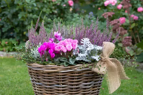 「冬のガーデニング【エリカの育て方・種類】カワイイ小花が咲く！寄せ植えにオススメ」の画像