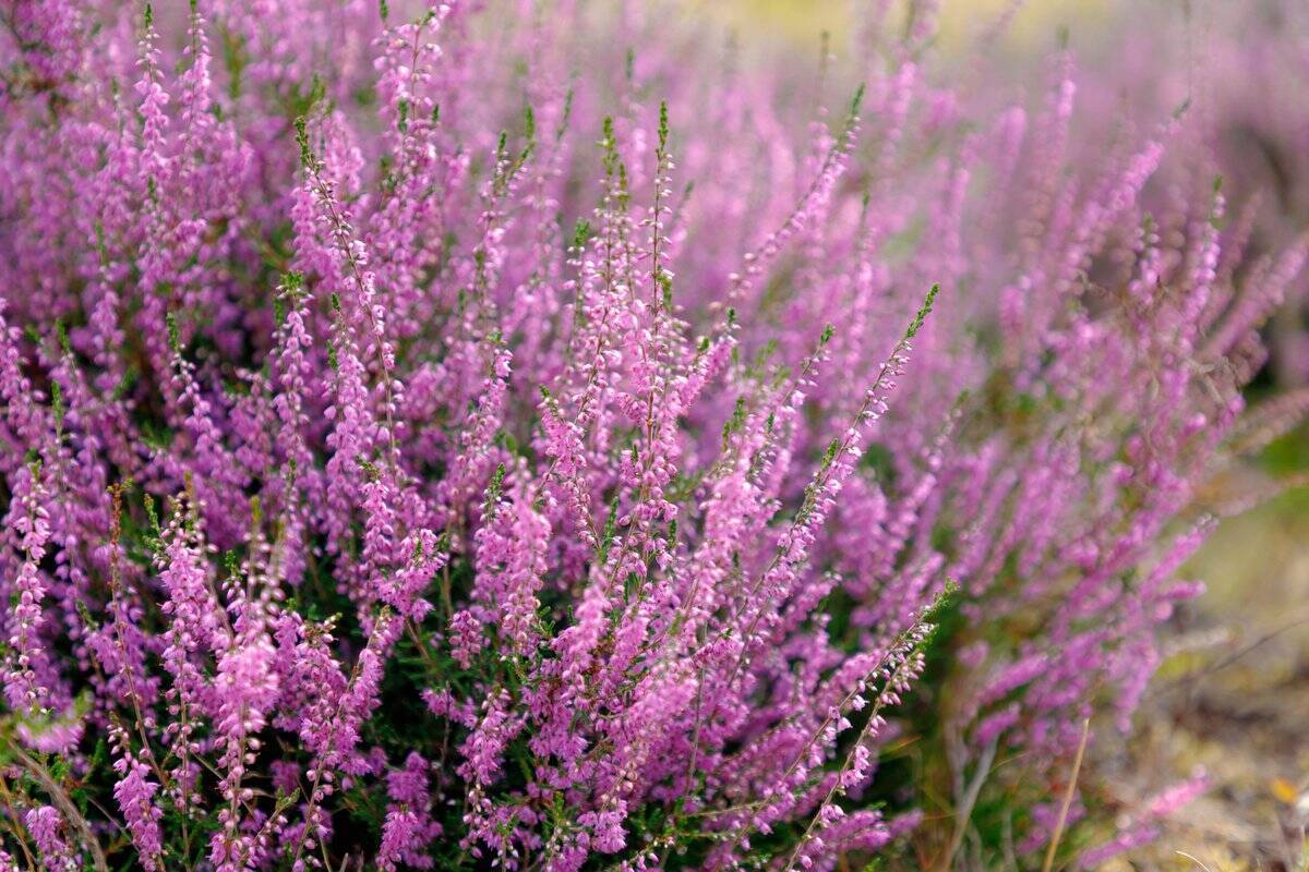 冬のガーデニング【エリカの育て方・種類】カワイイ小花が咲く！寄せ植えにオススメ