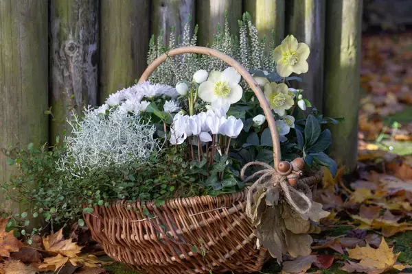 「寒さに強い！ガーデンシクラメンの育て方＆オシャレな寄せ植えの作り方」の画像