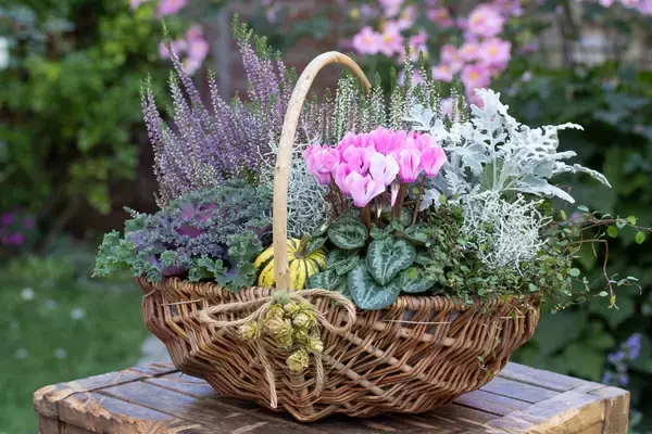 「寒さに強い！ガーデンシクラメンの育て方＆オシャレな寄せ植えの作り方」の画像