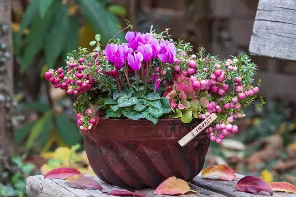 「寒さに強い！ガーデンシクラメンの育て方＆オシャレな寄せ植えの作り方」の画像