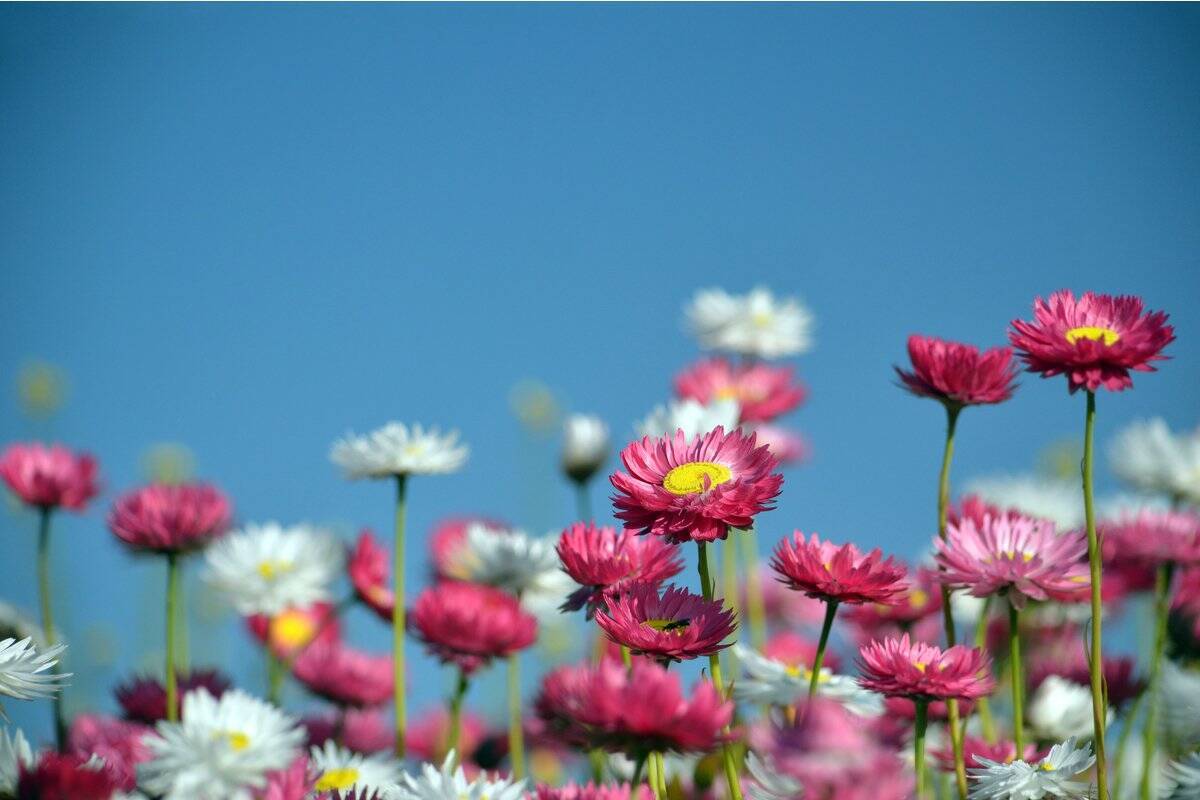 寒さに強い！ガーデンシクラメンの育て方＆オシャレな寄せ植えの作り方