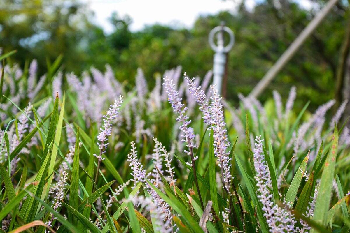 ガーデニング 庭をオシャレに演出するグランドカバープランツ7選 花が咲く品種なら見た目もカワイイ 22年4月28日 エキサイトニュース