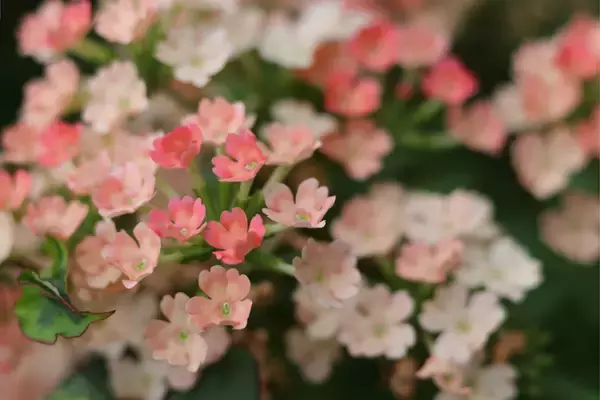 「【ガーデニング】小さな庭が特別な空間に！カワイイ花壇の作り方＆オススメの花5選」の画像