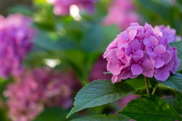 ガーデニング 日陰でも育てられるオススメ植物6選 冬もキレイな花や緑が楽しめる 22年1月16日 エキサイトニュース