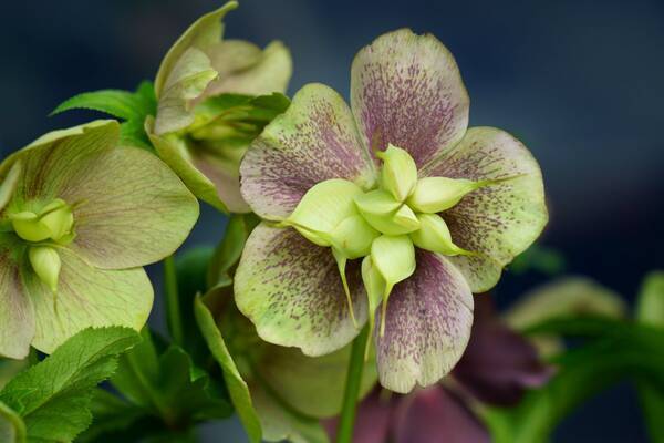 地植えや鉢植えにしたクリスマスローズ 花が咲かないワケとは ケース別に理由を解説 22年2月7日 エキサイトニュース