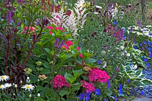 ガーデニング もうすぐ梅雨 6月にキレイに咲くオススメの花を紹介 明るめの花色で気分を晴れやかに 22年5月23日 エキサイトニュース