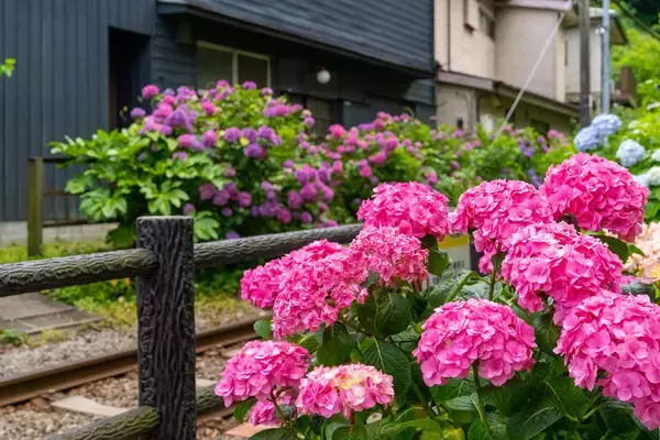 「【ガーデニング】もうすぐ梅雨！6月にキレイに咲くオススメの花を紹介、明るめの花色で気分を晴れやかに」の画像