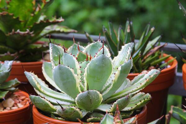 オススメの多肉植物9選 トゲや毛が生えた種類は個性的でオシャレ 育て方 水やりの方法も紹介 22年5月日 エキサイトニュース