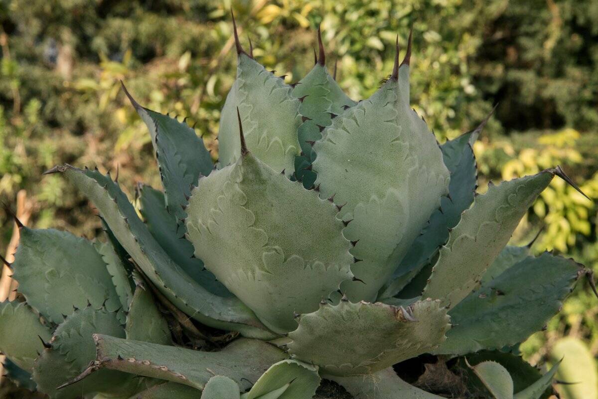 オススメの多肉植物9選 トゲや毛が生えた種類は個性的でオシャレ 育て方 水やりの方法も紹介 22年5月日 エキサイトニュース 2 4