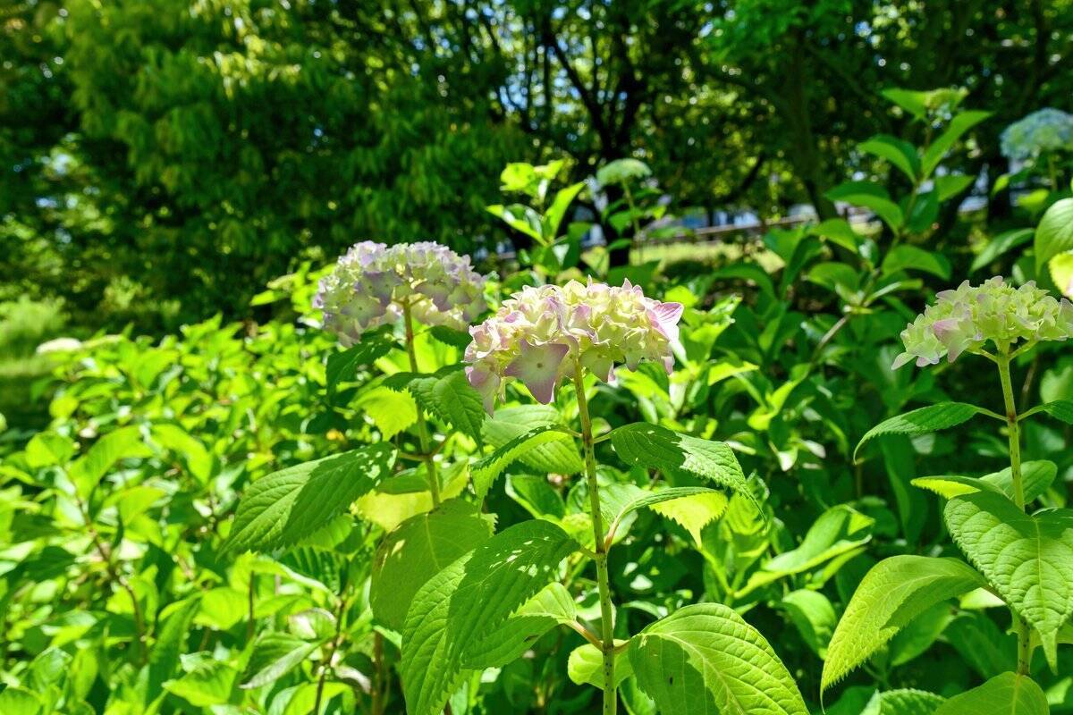 ガーデニングを始めたい！植物の育て方のコツ＆初心者向きオススメ草花5選【ガーデニングアーカイブ2022/1】