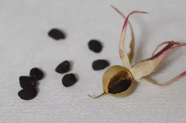 「【初夏のガーデニング】美しいアサガオ！もうすぐ種まき適期、アサガオの育て方＆オススメ品種4選」の画像