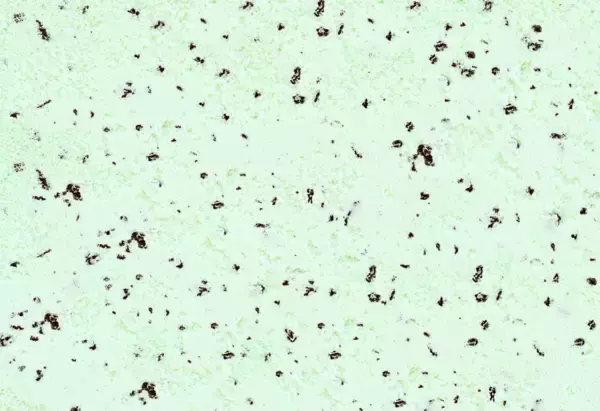 チョコミン党必見【シャトレーゼ】「チョコミントアイス食べ比べセット」人気4種入