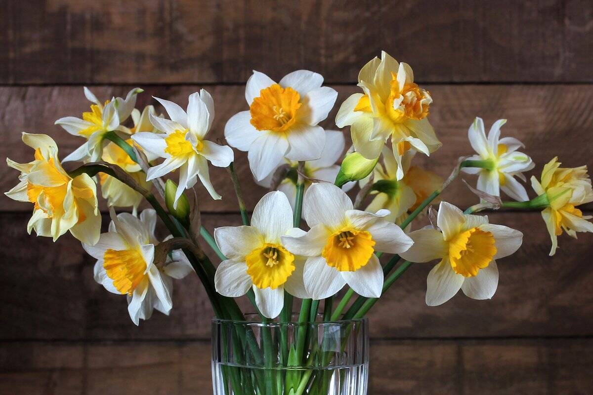 ガーデニング 庭で育てた花は切り花でも楽しめる オススメの花7選 部屋に飾るとオシャレ 22年4月1日 エキサイトニュース