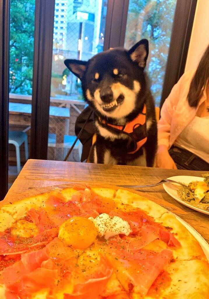 「ピザは食べられない」と告げられ、悔しさを爆発させる犬がかわいいとTwitterで話題に！