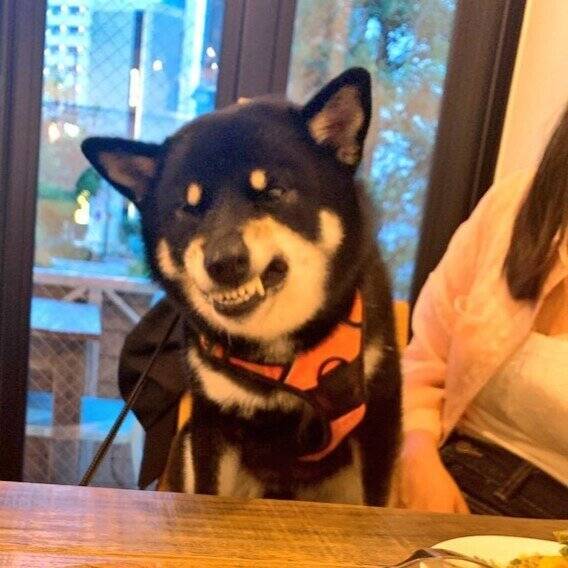 「ピザは食べられない」と告げられ、悔しさを爆発させる犬がかわいいとTwitterで話題に！