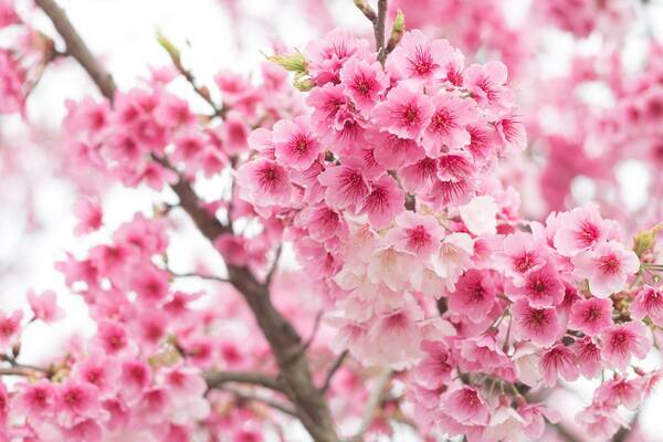 ガーデニング 春の花木を楽しもう サクラ ウメ ハナモモ 育て方や特徴を紹介 22年3月6日 エキサイトニュース