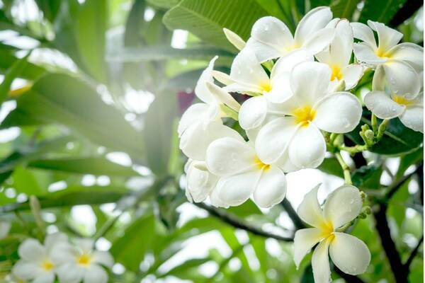 8月のガーデニング 真夏の庭をトロピカルに演出 リゾート気分で華やぐ オススメの花8選 22年8月5日 エキサイトニュース 8月のガーデニング 真夏の庭をトロピカルに演出 リゾート気分で華やぐ オススメの花8選 22年8月5日 エキサイトニュース