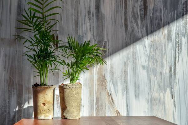 観葉植物 日陰で育てられるオススメ9選 個性的な葉がオシャレな品種を紹介 22年2月28日 エキサイトニュース