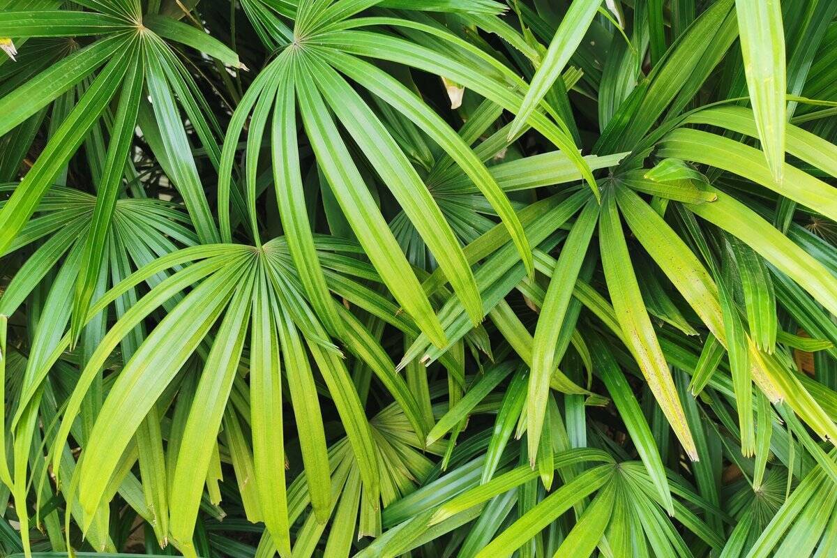 観葉植物 日陰で育てられるオススメ9選 個性的な葉がオシャレな品種を紹介 22年2月28日 エキサイトニュース