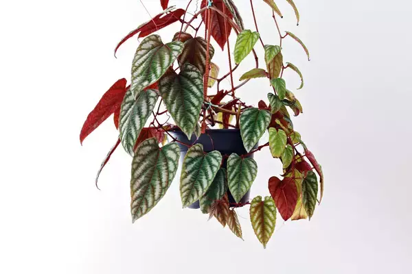 「【観葉植物】日陰で育てられるオススメ9選！個性的な葉がオシャレな品種を紹介」の画像