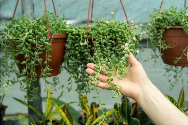 観葉植物 しだれる姿が涼しげ ハンギングでオシャレに飾れる種類オススメ5選 暑い夏を爽やかに 22年7月4日 エキサイトニュース